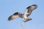 Birds-of-Prey;Breeding-Plumage;Flying-Bird;Osprey;Pandion-haliaetus;action;activ